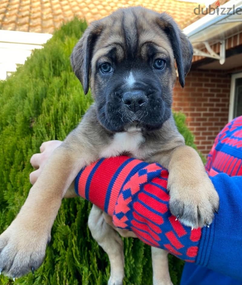 Whatsapp me +96555207281 Cane Corso  puppies for sale 2