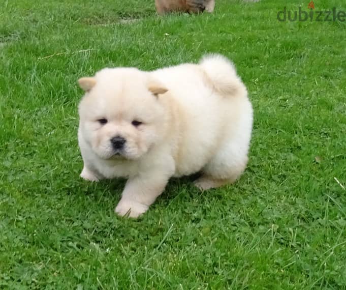 Whatsapp me +96555207281 Chow Chow puppies for sale 0