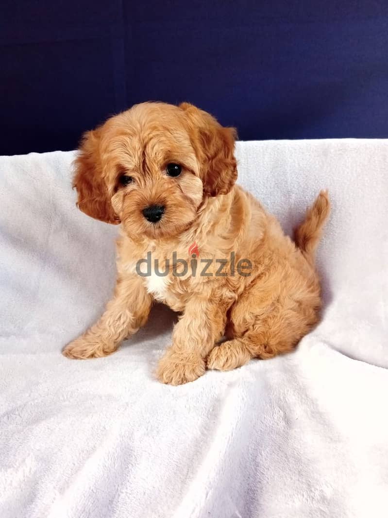 Whatsapp me +96555207281 Cavapoo  puppies for sale 0