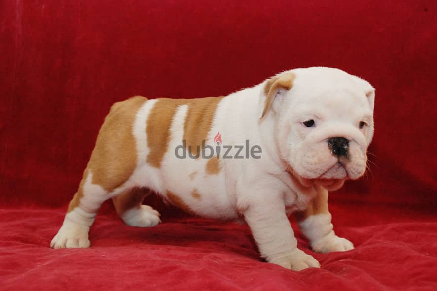 Whatsapp me +96555207281 English Bulldog puppies for sale 0