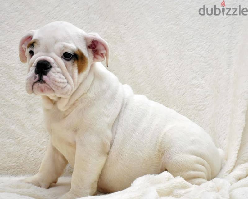 Whatsapp me +96555207281 English Bulldog puppies for sale 1