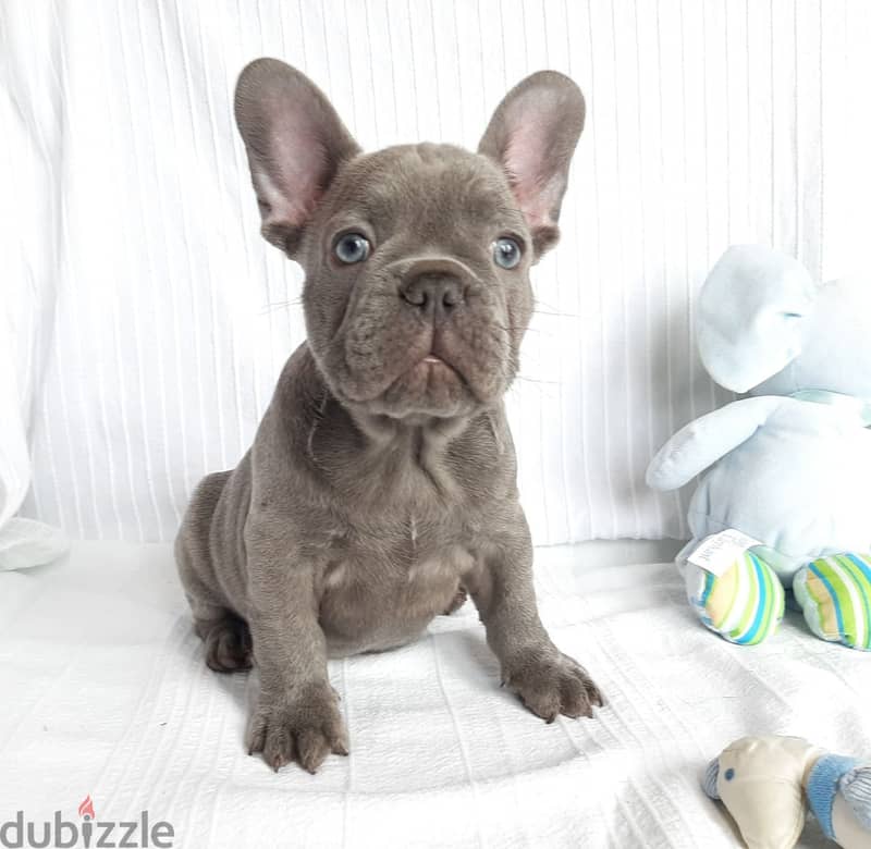 Whatsapp me +96555207281 French Bulldog puppies for sale 0