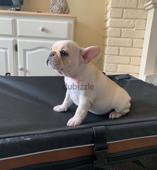 Whatsapp me +96555207281 French Bulldog puppies for sale 1