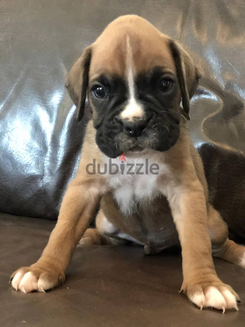 Whatsapp me +96555207281 Boxer puppies for sale 1