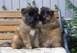 Whatsapp me +96555207281 Belgian Malinois  puppies for sale 1