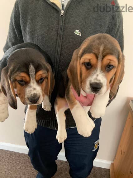 Whatsapp me +96555207281 Beagle puppies for sale 0