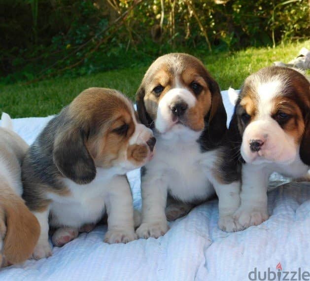 Whatsapp me +96555207281 Beagle puppies for sale 2