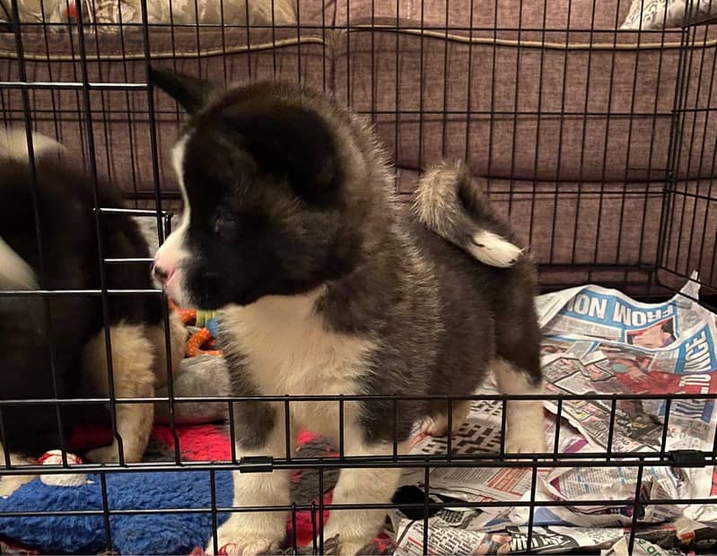 Whatsapp me +96555207281 Akita puppies for sale 0