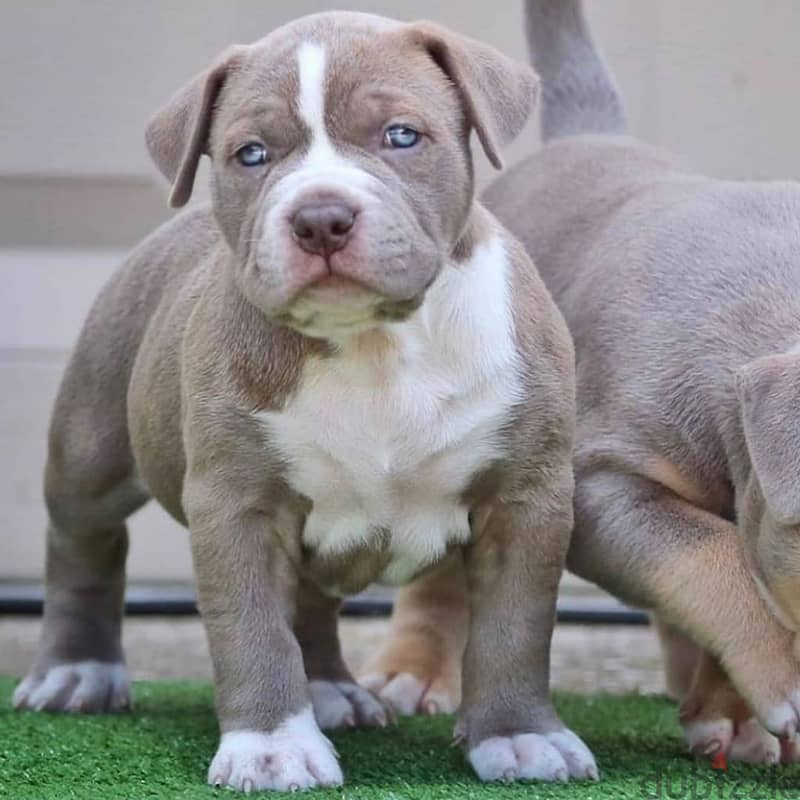 Whatsapp me +96555207281 American pitbull puppies for sale 1