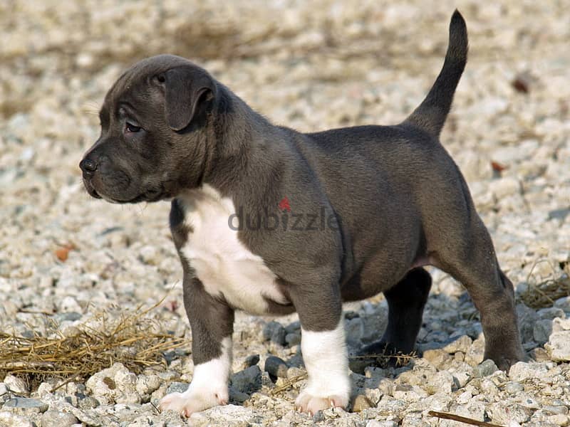 Whatsapp me +96555207281 American pitbull puppies for sale 3