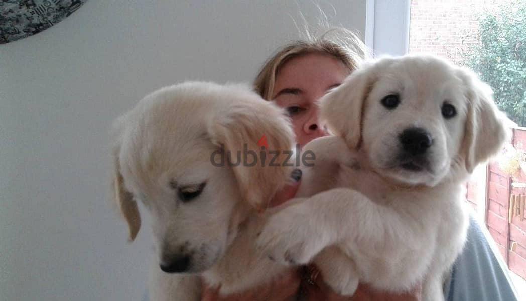 Whatsapp me +96555207281 Golden Retriever puppies for sale 0