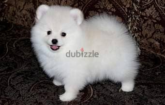 Whatsapp me +96555207281 Pomeranian puppies for sale 1