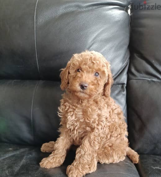 Whatsapp me +96555207281 Toy poodle puppies for sale 0