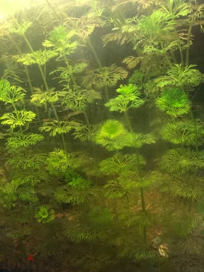 aquarium plants