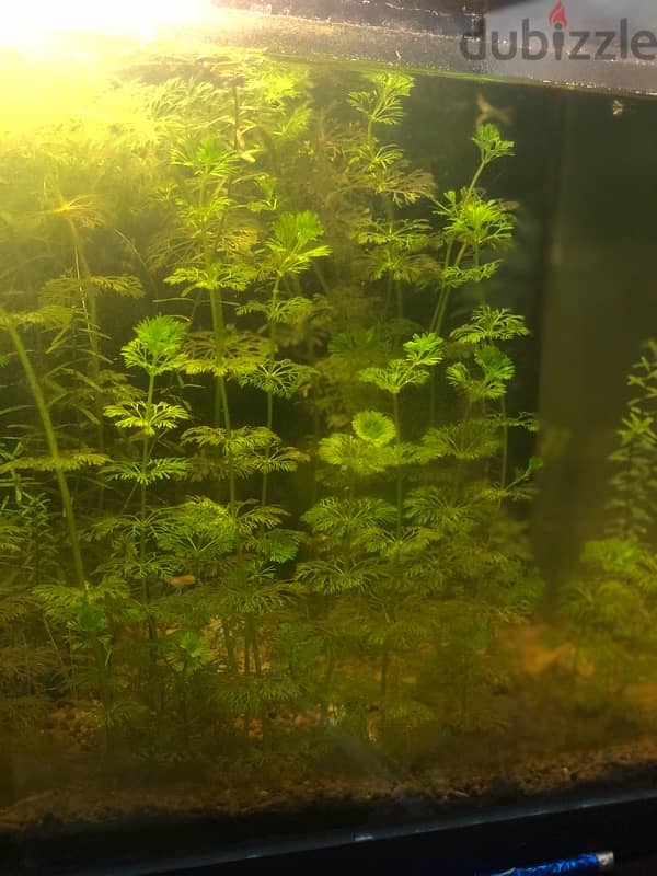 aquarium plants 2