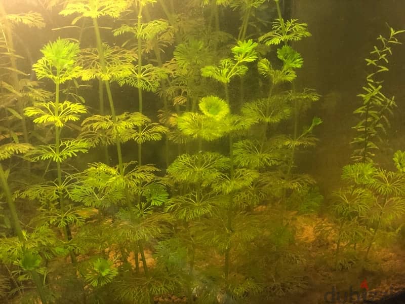 aquarium plants 3