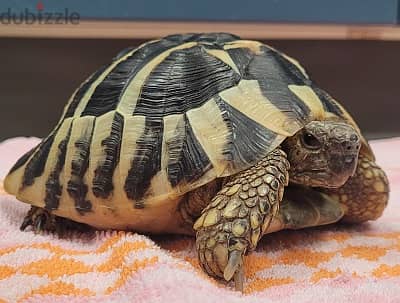 Whatsapp me +96555207281 Tortoise for sale 0