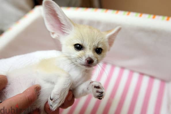 Whatsapp me +96555207281 Fennec Fox  for sale 2