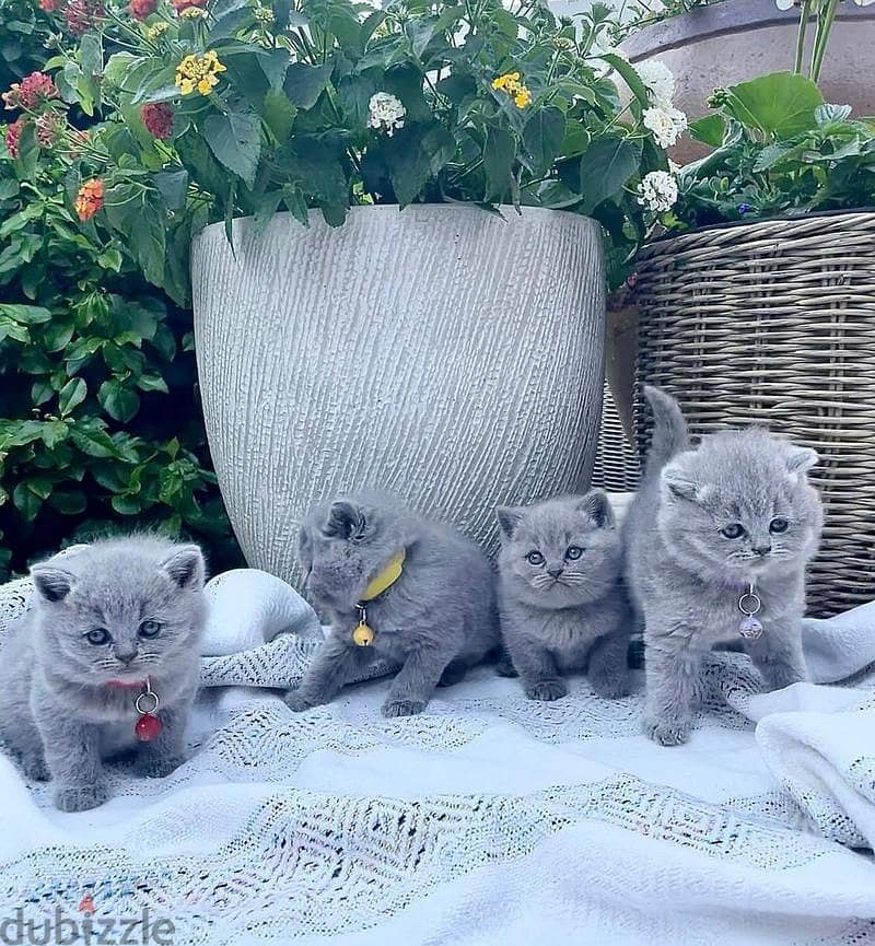 Whatsapp me +96555207281 British shorthair kittens for sale 0