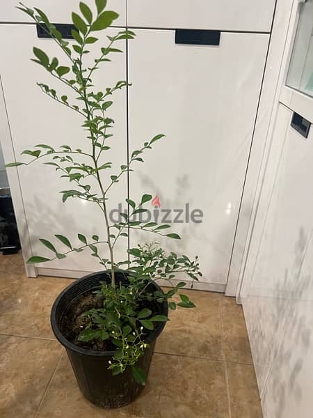 Natural Smell Plant for sale (Tha fan Yasmeen or The night queen) 0