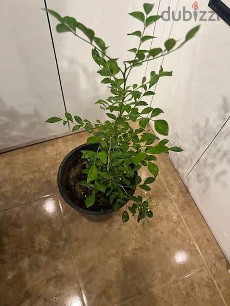 Natural Smell Plant for sale (Tha fan Yasmeen or The night queen) 2