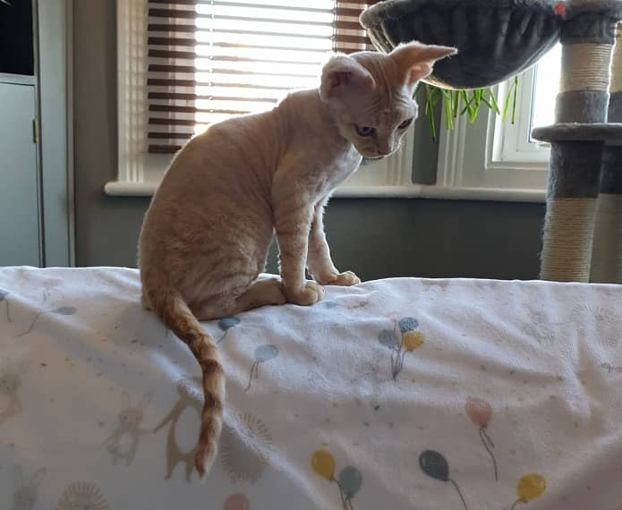 Whatsapp me +96555207281 Devon Rex kittens for sale 1