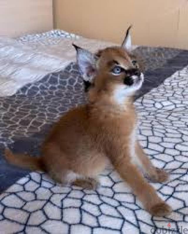 Whatsapp me +96555207281 Caracal cats for sale 3