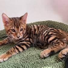 Whatsapp me +96555207281 Toyger kittens for sale 1