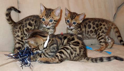 Whatsapp me +96555207281 Bengal kittens for sale 2