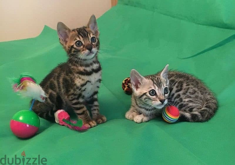 Whatsapp me +96555207281 Bengal kittens for sale 4