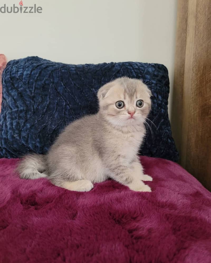 Whatsapp me +96555207281 Scottish Fold kittens for sale 0