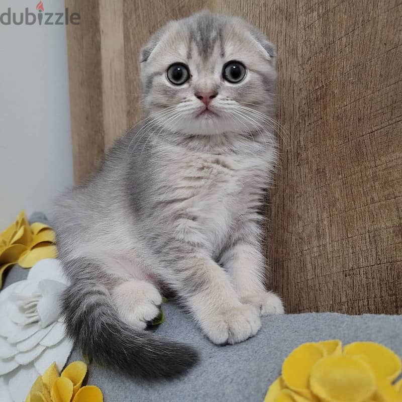 Whatsapp me +96555207281 Scottish Fold kittens for sale 1