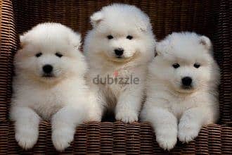 Whatsapp me +96555207281 Samoyed  puppies for sale 0