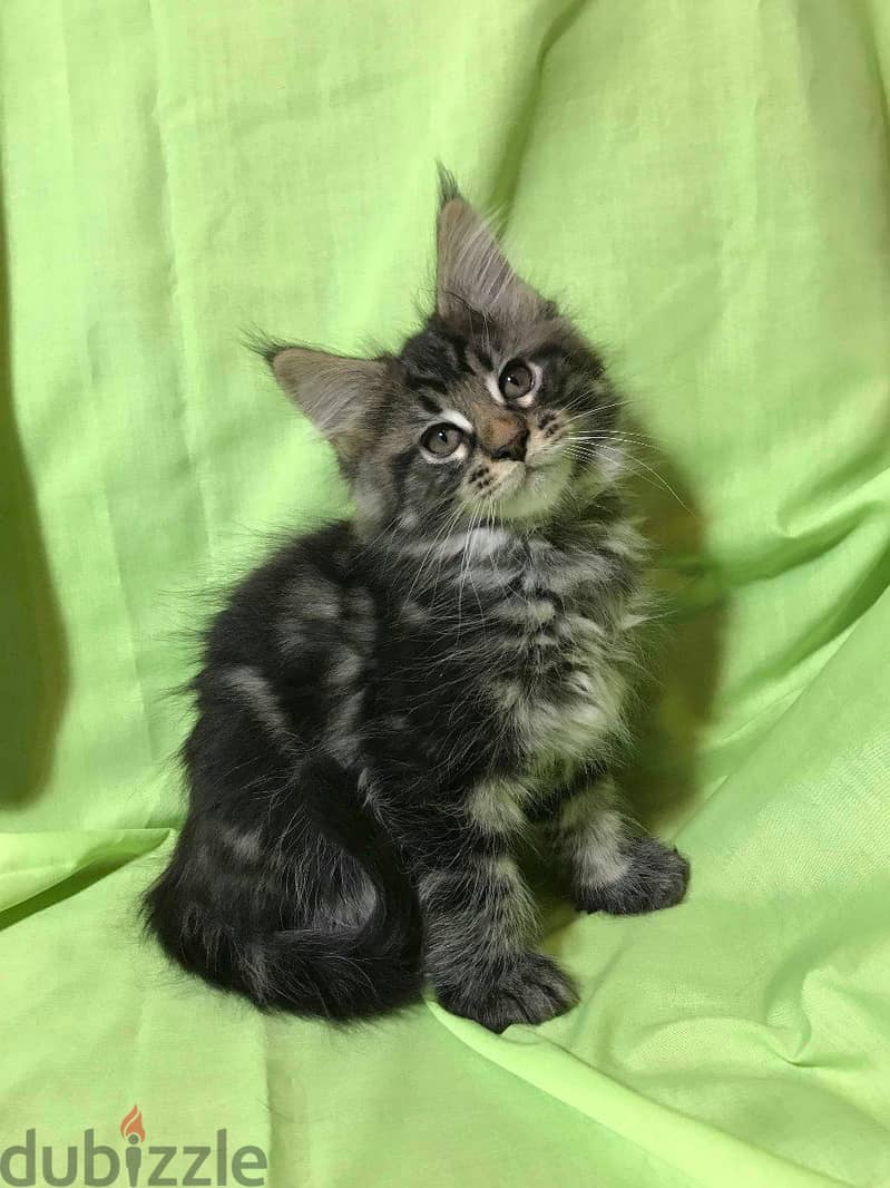 Whatsapp me +96555207281 Maine Coon kittens for sale 1