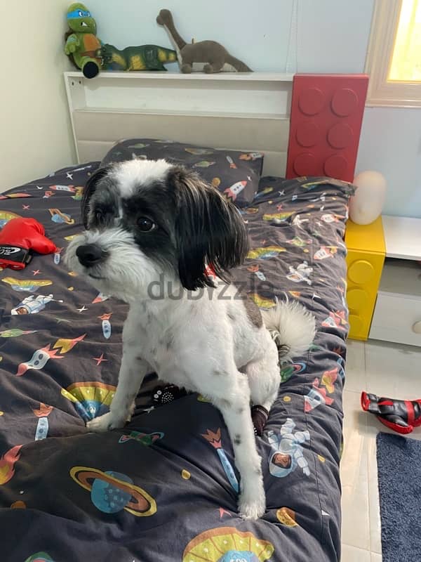 dog Maltese for sale buy now 0