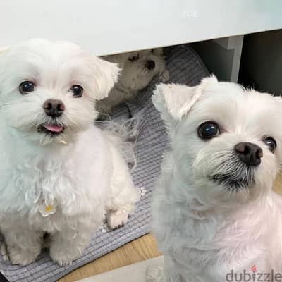 Male and Female Maltese puppy for adoption