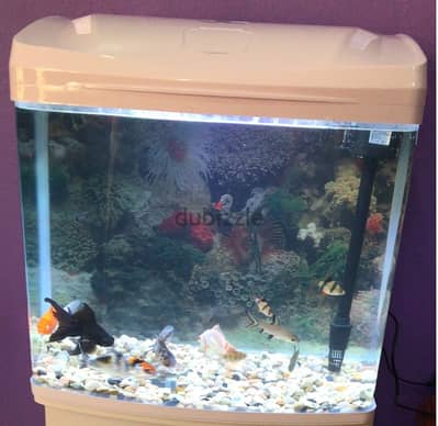 fish tank for urgent sale