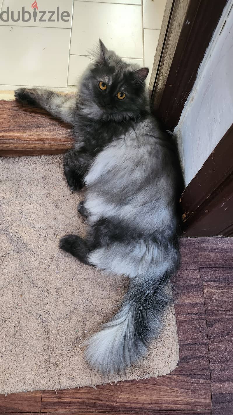 Persian cat for sale 0