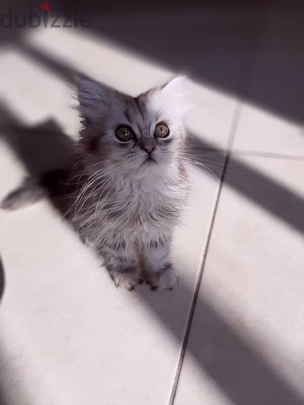 female kitten mix Persian & Scottish fold 0