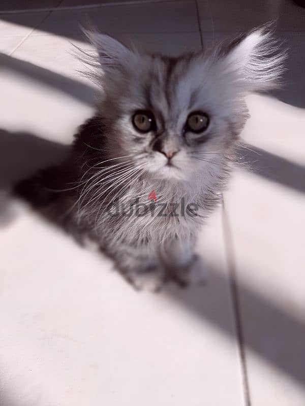 female kitten mix Persian & Scottish fold 2