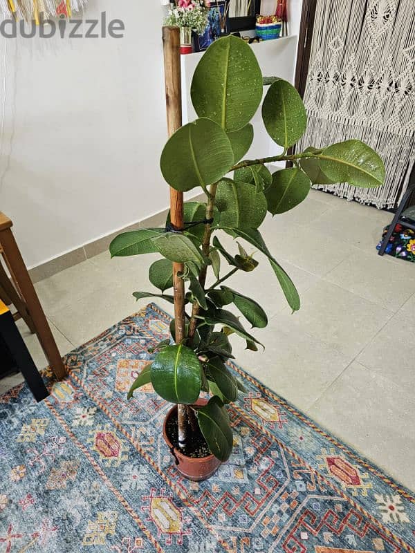 Rubber plant-120cm 0