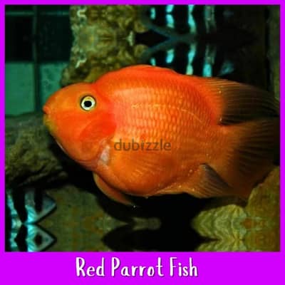 Looking to buy parrot fishes