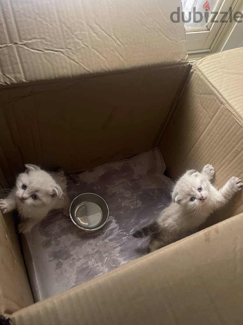 Cats for sale 1