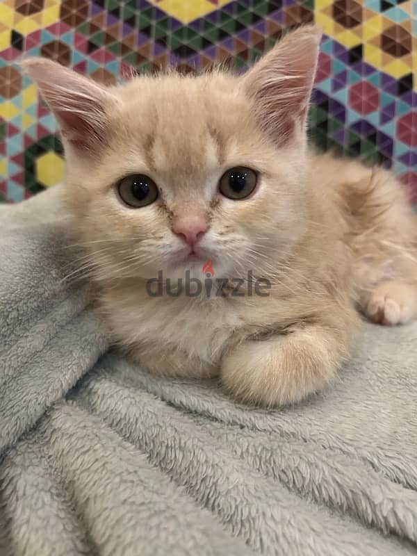 2 kittens for sale قطتين للبيع 3