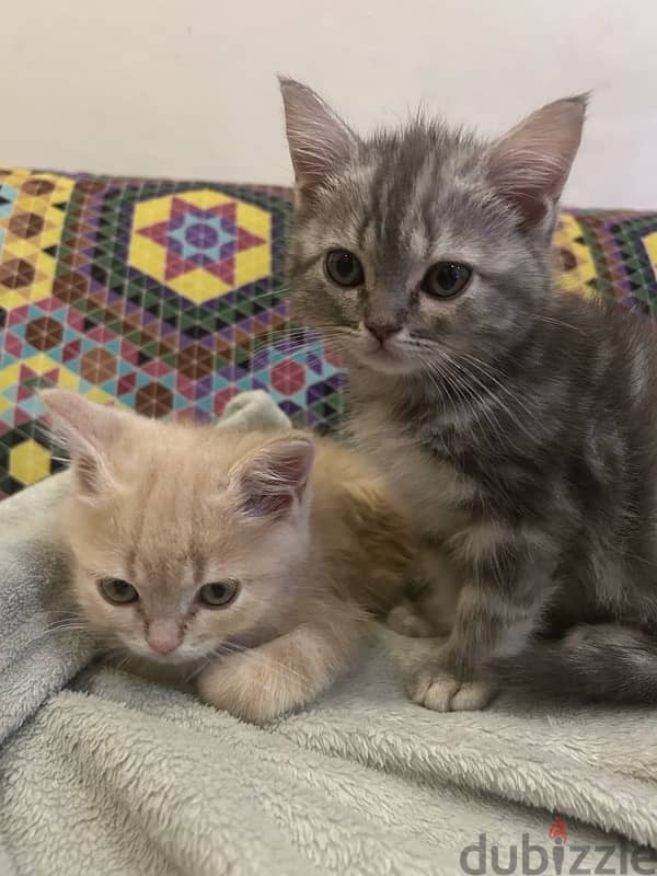 2 kittens for sale قطتين للبيع 1