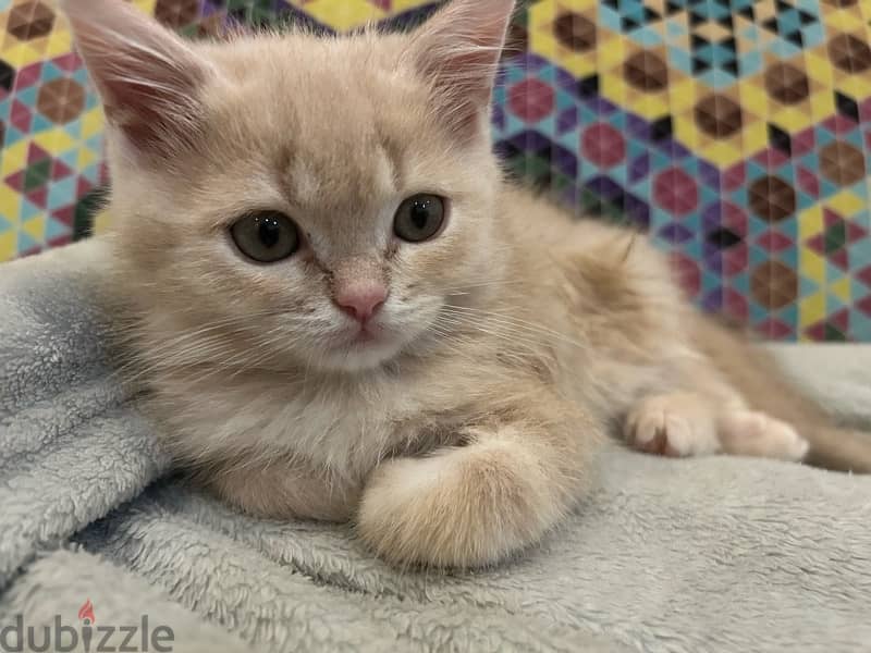 2 kittens for sale قطتين للبيع 4