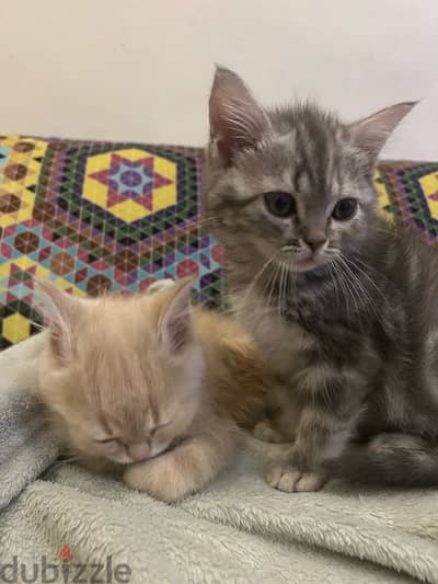 2 kittens for sale قطتين للبيع