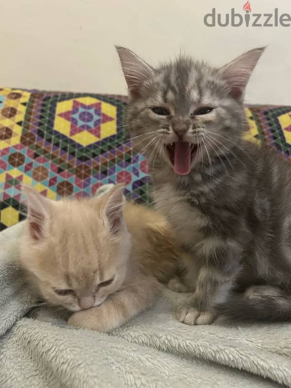 2 kittens for sale قطتين للبيع 2