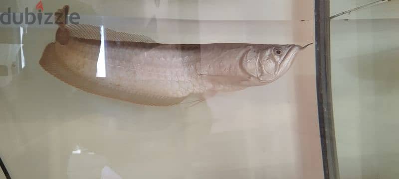 Arowana big size 35kd 1