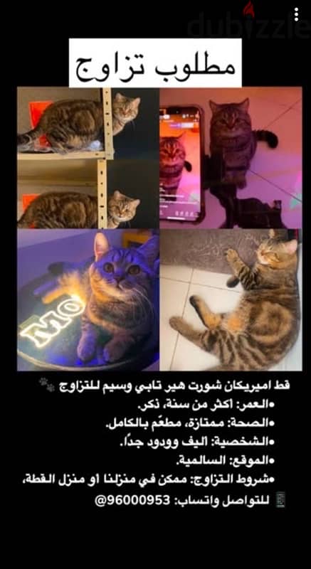 Female Cat Wanted for Mating مطلوب انثى للتزاوج 5